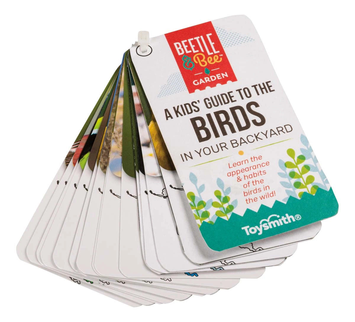 Beetle & Bee Little Birder Set