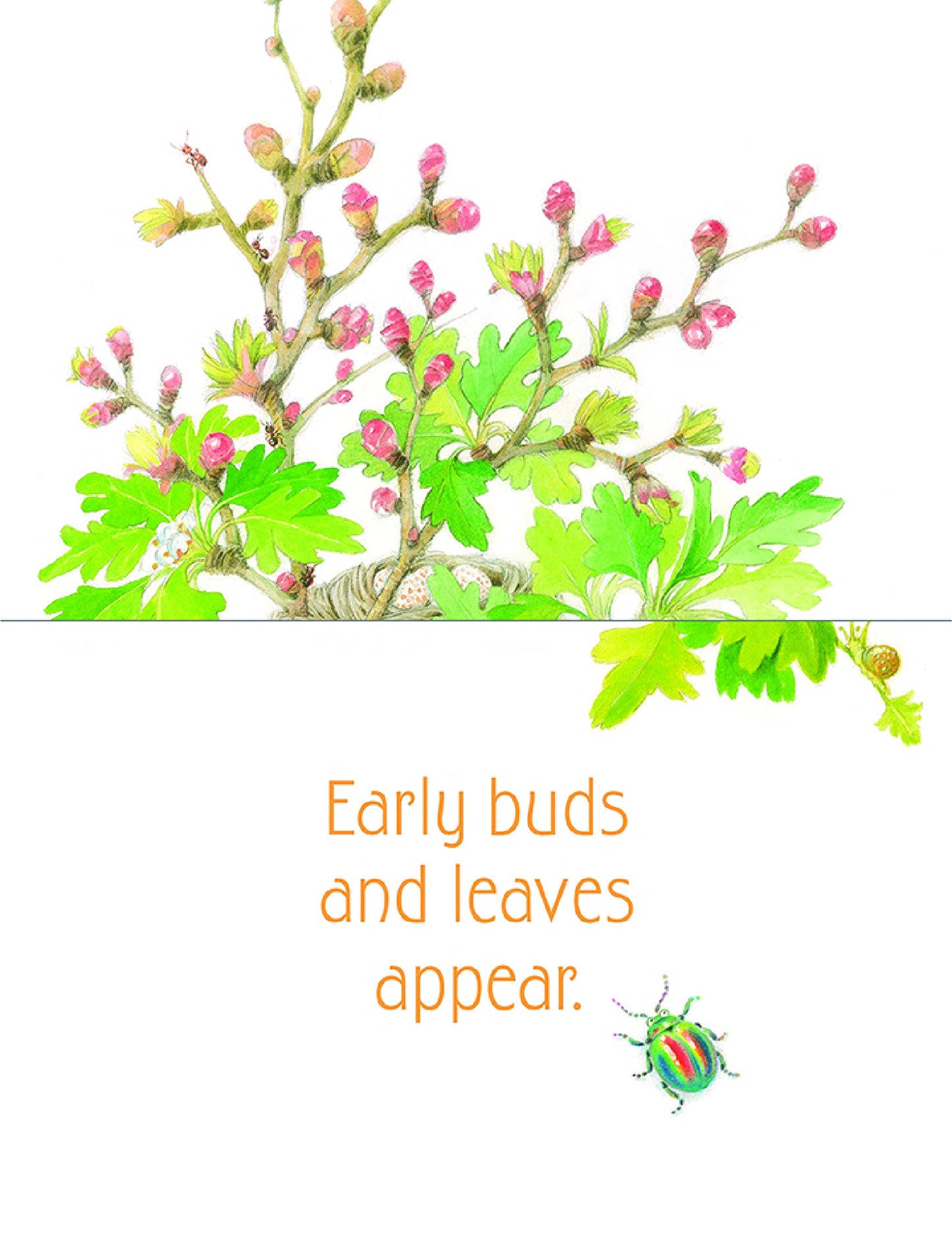 In the Garden Board Book