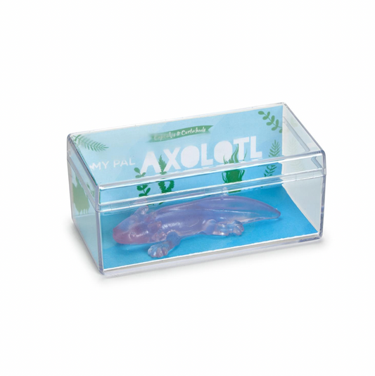 Translucent Axolotl in Gift Box