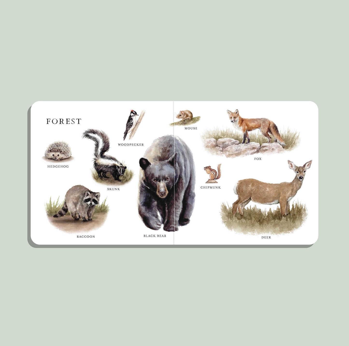 Our Big Book of Animals | Board Book