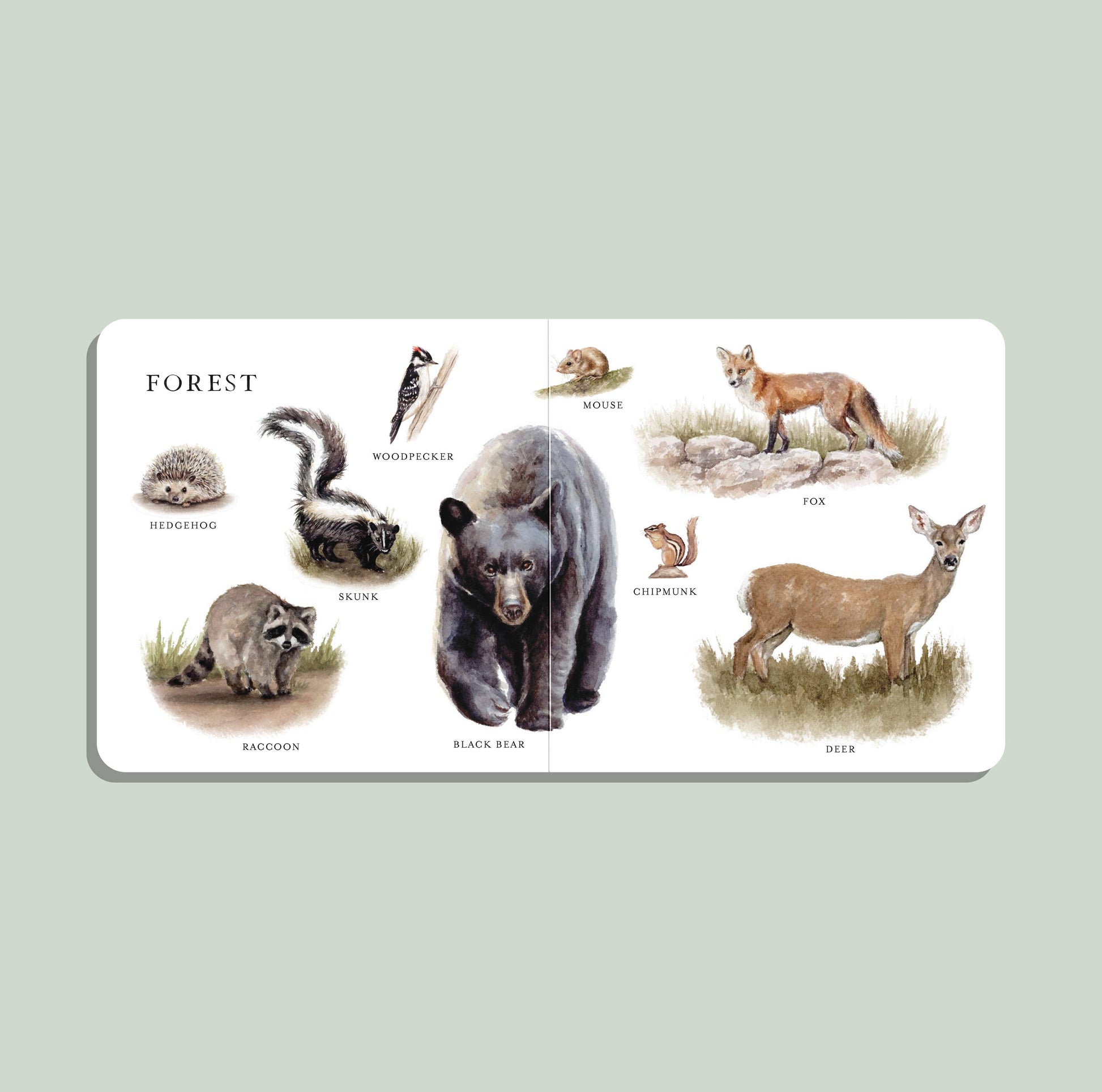 Our Big Book of Animals | Board Book