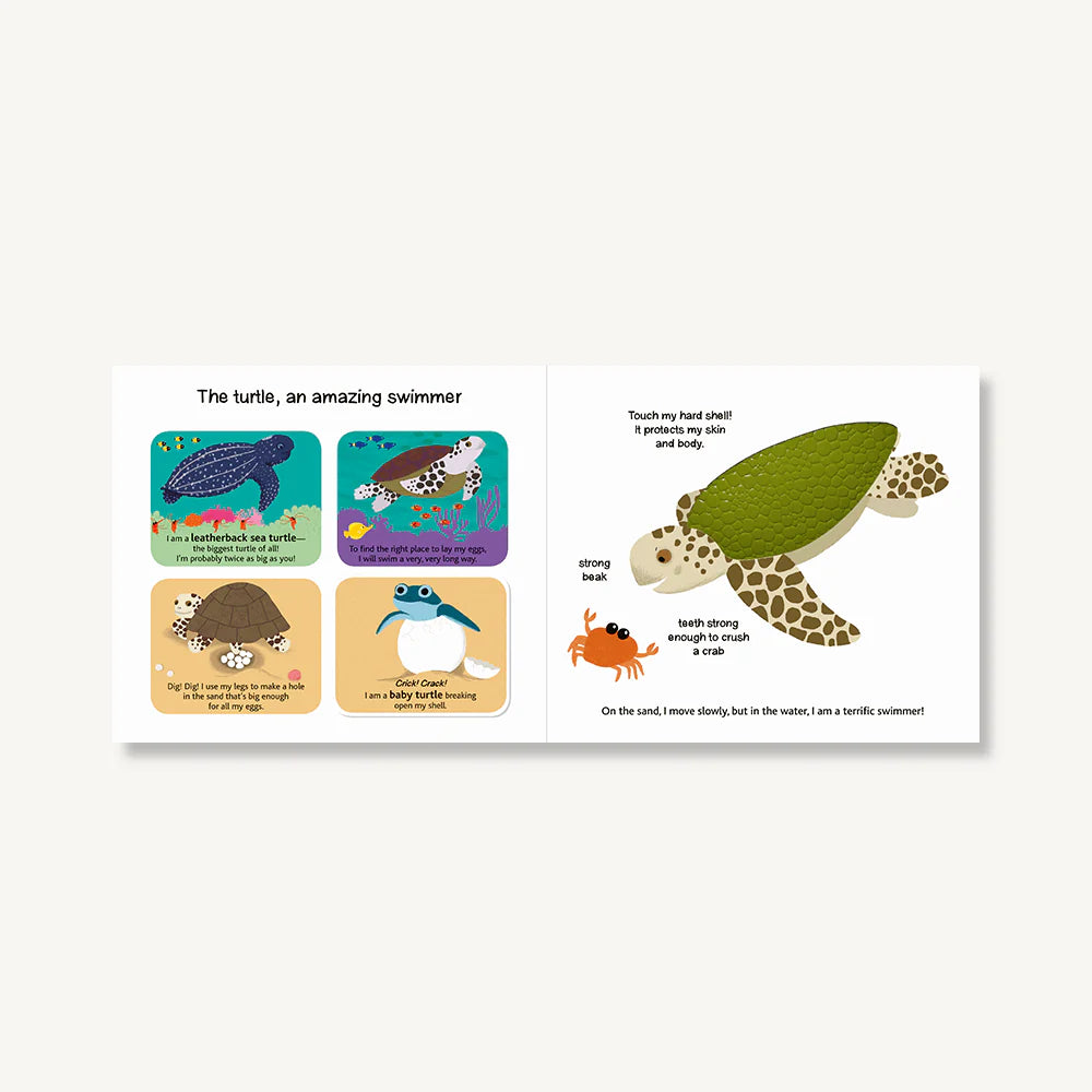 Touch and Explore : The Ocean