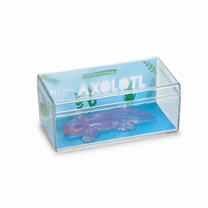 Translucent Axolotl in Gift Box