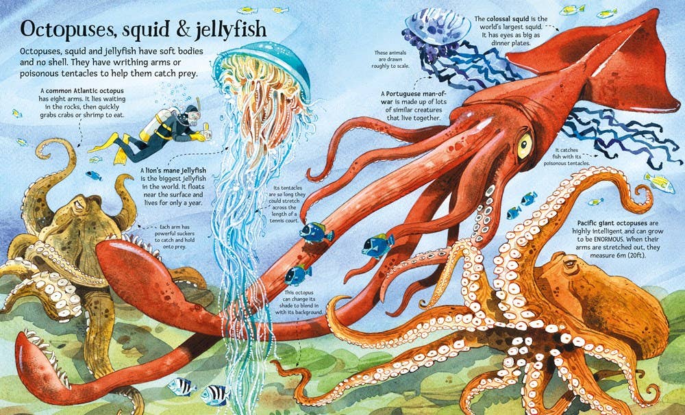 Big Book of Big Sea Creatures