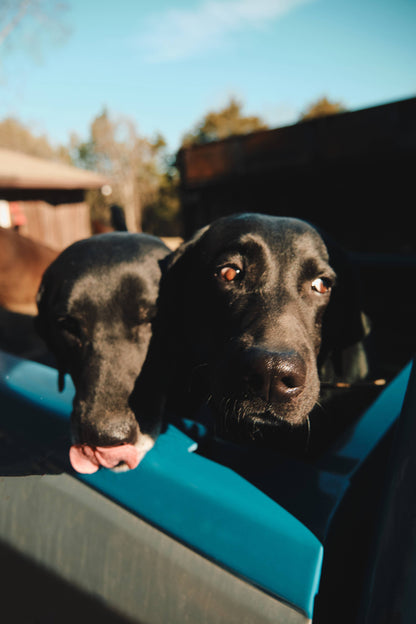 BARK RANGER CANDLE (LIMITED EDITION)