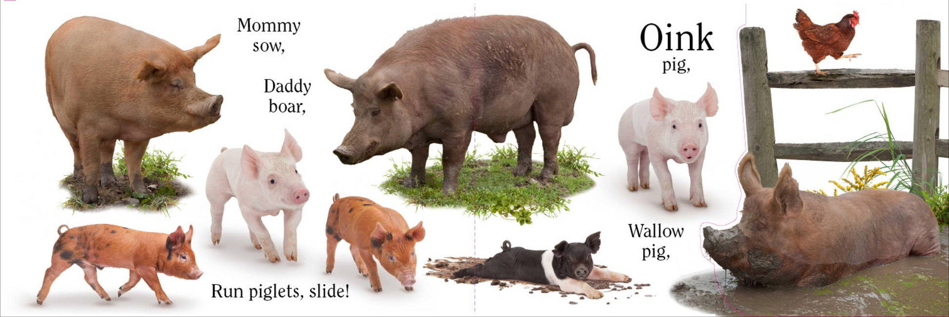 Moo by Matthew Van Fleet